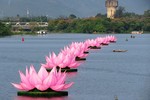 Bảy đóa sen khổng lồ trên sông Hương - dấu hiệu của mùa Phật đản ở cố đô Huế