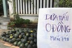 Dưa hấu được đem về tặng miễn phí đến bà con có nhu cầu