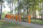 Chư Tăng thiền hành tại khu rừng tràm Ngọc Nhơn
