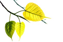 Huyền nhiệm Hương Xuân (thơ của Hòa thượng Thích Giác Toàn)