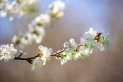 Hoa mai qua cái nhìn của Thiền sư Huyền Quang - Đệ tam Tổ Trúc Lâm thiền phái