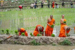 Cấy mạ “thí công” là một nét sinh hoạt cộng đồng được gìn giữ trong đời sống của đồng bào Khmer quanh chùa Rô - Ảnh: Nguyễn Khánh Vũ Khoa