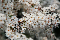 "Sứ mệnh của những nhà lãnh đạo là tìm kiếm và kiến tạo mùa xuân bên ngoài cho nhân dân" - Ảnh: Thanh Tuấn