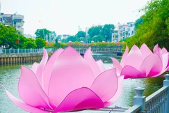 Những đóa sen hồng trên dòng kênh Nhiêu Lộc 