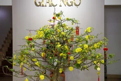 Sắc vàng tươi thắm của hoa mai nở rộ tại trụ sở tòa soạn Báo Giác Ngộ (85 Nguyễn Đình Chiểu, phường Xuân Hòa, TP.HCM) - Ảnh: Nguyên Tài/BGN