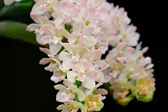 Một nhành lan cũng lễ Phật, cũng hướng hết lòng về chốn từ bi. Chúng tôi biết nó là “Nghinh xuân”