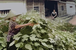 Còn đây hàng giậu lá gai