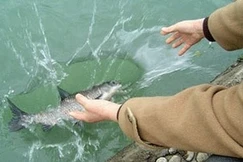 [Video] Phóng sinh làm sao để lợi lạc và tránh biến tướng?