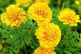 Chúc thọ 

mừng nhau
