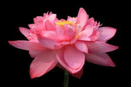 Vườn thơ Xuân