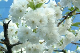 Sắc trắng mùa Xuân
