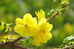 Một cành mai