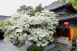 Cây lưu tô thụ hơn 830 tuổi tại chùa Longdong
