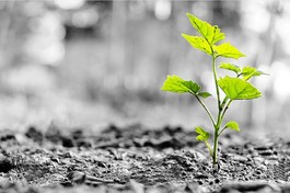 Thiền của bà nội trợ