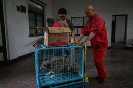 Thầy Chí Hiến với những con chó bị người ta bỏ rơi