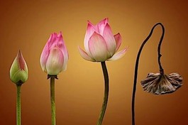 Hiểu sinh mạng ngắn ngủi là hiểu đạo