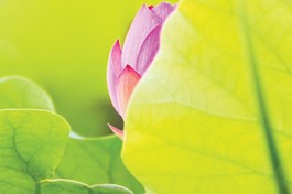 Người không biết hổ thẹn sẽ rất khó tu 