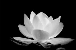 Cảm tạ và tri ân