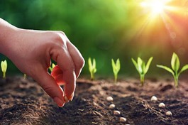 Gieo hạt lành thì sẽ gặt được quả vui - Ảnh minh họa 