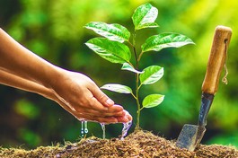 Tôi có người bạn nói quan điểm đạo Phật và một số nghiên cứu khoa học đã chỉ rõ “vạn vật hữu linh”, nghĩa là vạn vật đều có tánh linh, cỏ cây cũng có cảm giác, cũng biết buồn đau. Vậy chủ trương ăn chay của đạo Phật có ích gì? 