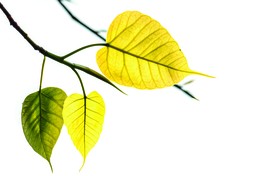 Huyền nhiệm Hương Xuân (thơ của Hòa thượng Thích Giác Toàn)