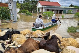 Vào những làng quê bỗng chốc trắng tay trong lũ dữ Phan Rang