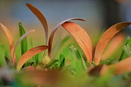 Sài Gòn mùa hoa dầu bay - Ảnh VnExpress