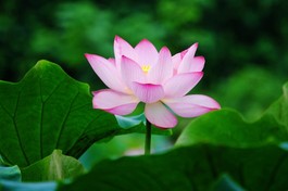 "Nhìn hoa sen, tự nghĩ mình làm sao không vướng trần tục. Người tu phải thực tập pháp Phật, không nói suông, kiểm chứng để nhận ra được điều khó hiểu mà Phật dạy".