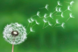 Vạn sự tùy duyên - Ảnh minh họa