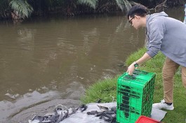 Nhóm Phật tử trẻ thả cá phóng sanh, nuôi dưỡng tâm từ