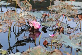 Ảnh: Lê Văn Hải