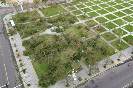 Cây cối ngã rạp sau bão số 13 tại Gia Lai