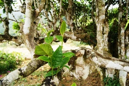 Cây chè cổ thụ Suối Giàng - Ảnh: Nguyễn Ngọc Tuấn