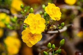 Ảnh: Chùa Thiên Ân