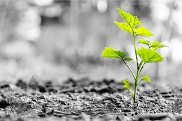 Thiền của bà nội trợ