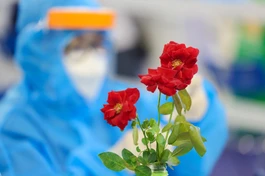 Những cánh hồng đỏ thắm giữa không khí căng thẳng của nhà thi đấu Phú Thọ