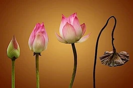 Hiểu sinh mạng ngắn ngủi là hiểu đạo