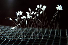 Một trong những cái được gọi là "hoa ưu đàm" và đồn thổi tạo sự huyền bí trong dư luận