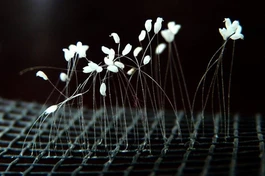 Một trong những cái được gọi là "hoa ưu đàm" và đồn thổi tạo sự huyền bí trong dư luận