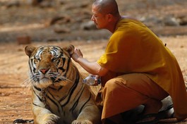 Chú cọp hiền lành bên vị sư ở một ngôi chùa tại quận Saiyok, tỉnh Kanchanaburi, phía Tây của Bangkok, Thái Lan