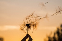 Mỗi khi gặp những chuyện phiền não bức bách, bạn nên bình tâm ngồi lại để chiêm nghiệm vấn đề. Hãy đối diện với chính mình, lắng nghe tiếng lòng tâm sự để thấy được căn nguyên của phiền não, bất an. Bạn sẽ thấy rằng phiền não chỉ là những đợt sóng lao xao nô đùa trên tự tâm bình lặng...