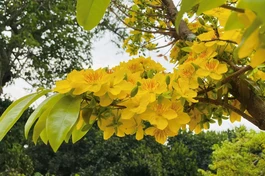 Ảnh: Tịnh Cốc Trà