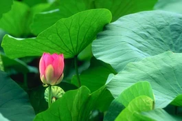 Luật Nhân quả của Phật giáo không phải là một định thức khô cứng kiểu như A+B=C...