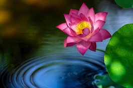 [Ảnh] Ngẫm pháp ngữ của các vị Thầy để sống an lạc trong Chánh pháp