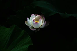 Sống đẹp giữa vô thường