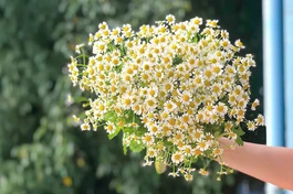 Những Thầy Cô tuyệt vời