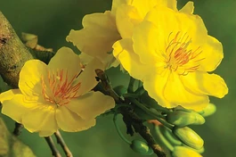 Ấn phẩm Liễu Quán Xuân Bính Ngọ với chuyên đề “Văn bia Phật giáo thời Lý - Trần” 