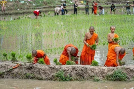 Cấy mạ “thí công” là một nét sinh hoạt cộng đồng được gìn giữ trong đời sống của đồng bào Khmer quanh chùa Rô - Ảnh: Nguyễn Khánh Vũ Khoa