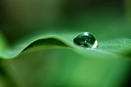 Góc an nhiên: Mắt sương