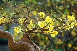 Mai vàng phương Nam - Ảnh minh họa